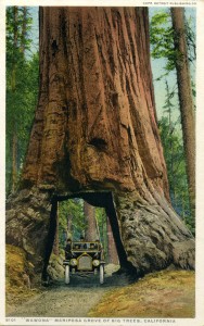 Wawona Mariposa Grove of Big Trees, California                